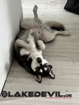 Unser Husky