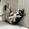 Unser Husky